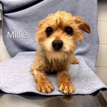 Millie -  Schnauzer and Poodle Dog for Adoption in Parkersburg, West Virginia - Millie | PetCurious