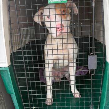 Motley Stray Hold 7/2 -  Mixed Breed Dog for Adoption in Huntington, West Virginia - Motley Stray Hold 7/2 | PetCurious