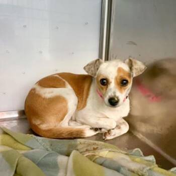 Mixed Breed Dogs Available for Adoption in West Chester, Pennsylvania - Julie | PetCurious