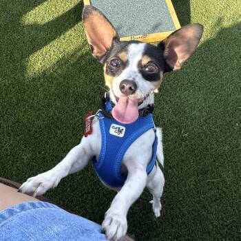 Lucky -  Rat Terrier Dog for Adoption - Lucky | PetCurious