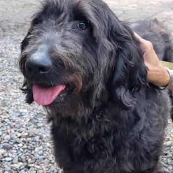 Tweetie -  Poodle and Mixed Breed Dog for Adoption - Tweetie | PetCurious