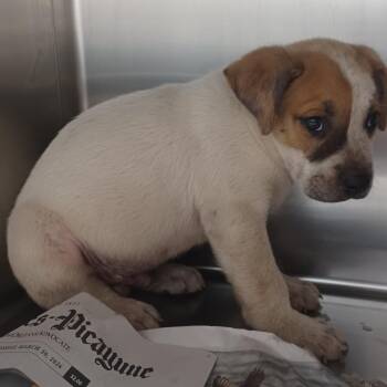 Tubby Custard -  Cattle Dog and Mixed Breed Dog for Adoption in Hattiesburg, Mississippi - Tubby Custard | PetCurious