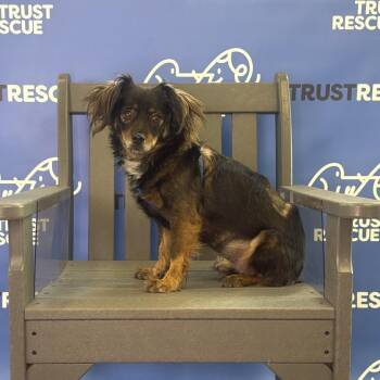 SANDI -  Spaniel and Mixed Breed Dog for Adoption in Waterford, New Jersey - SANDI | PetCurious