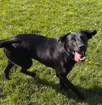 Labrador Retriever Dogs Available for Adoption in Decorah, Iowa - Sancho | PetCurious