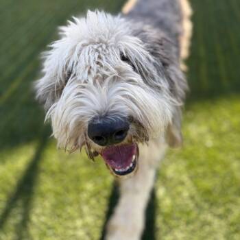 Pluto -  Sheep Dog and Terrier Dog for Adoption in Sonoma, California - Pluto | PetCurious