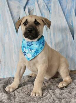 Black Mouth Cur Dogs Available for Adoption - The Shiver Litter | PetCurious