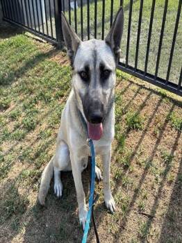 BASTIAN -  German Shepherd Dog Dog for Adoption in Riverside, California - BASTIAN | PetCurious