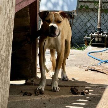 Chutney -  Terrier and Mixed Breed Dog for Adoption in St. Louis, Missouri - Chutney | PetCurious