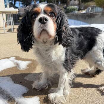 Cavalier King Charles Spaniel Dogs Available for Adoption - Solstice  | PetCurious