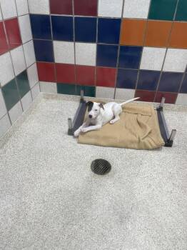 Mixed Breed Dogs Available for Adoption - Misty | PetCurious