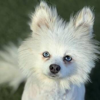 Pomeranian Dogs Available for Adoption in Sacramento, California - Nova | PetCurious