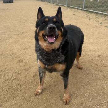 Australian Cattle Dog Blue Heeler Dogs Available for Adoption in Camarillo, California - BLUEY | PetCurious