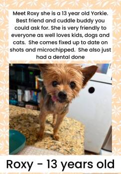 Yorkshire Terrier Dogs Available for Adoption in Brigham City, Utah - Roxy | PetCurious