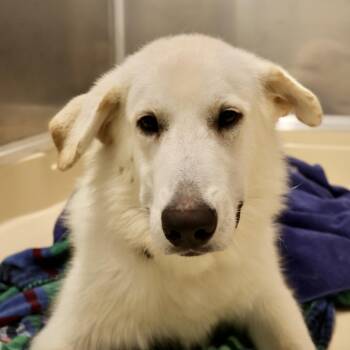 Newton -  Great Pyrenees Dog for Adoption in Briarcliff Manor, New York - Newton | PetCurious