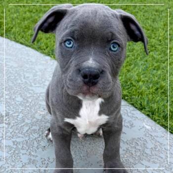 Stitch -  Pit Bull Terrier Dog for Adoption in Chandler, Arizona - Stitch | PetCurious