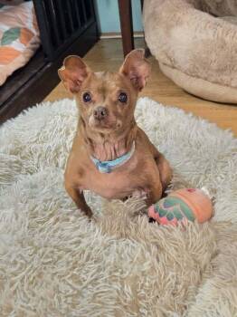 Chihuahua Dogs Available for Adoption - Agnes Crumplebottom | PetCurious