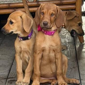 ZONA -  Labrador Retriever and Hound Dog for Adoption in San Juan Capistrano, California - ZONA | PetCurious