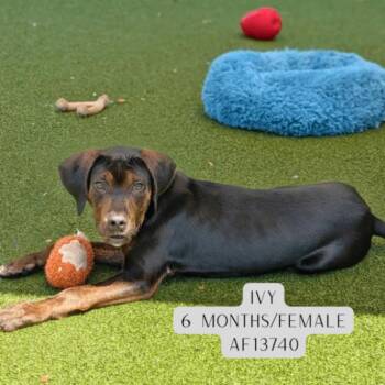 Pit Bull Terrier and Mixed Breed Dogs Available for Adoption - Ivy | PetCurious