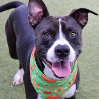 Rescue Pit Bull Terrier and Mixed Breed Dogs for Adoption in Largo, Florida - Bullwinkle | PetCurious