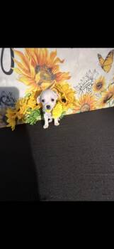 Chihuahua Dogs Available for Adoption in Cottonwood, California - Leilani  | PetCurious