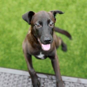 Jermaine -  Labrador Retriever and Mixed Breed Dog for Adoption in Atlanta, Georgia - Jermaine | PetCurious
