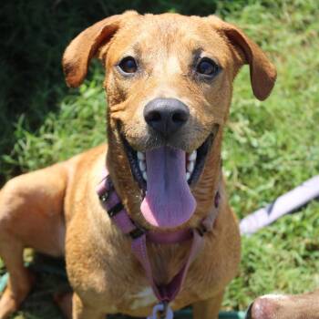 Nala -  Labrador Retriever and Mixed Breed Dog for Adoption in Hattiesburg, Mississippi - Nala | PetCurious