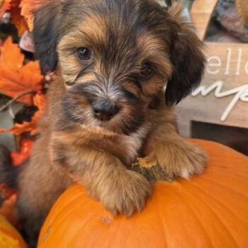Rescue Shih Tzu Dogs for Adoption in Cushing, Oklahoma - Story | PetCurious