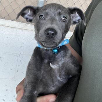 American Staffordshire Terrier and Yellow Labrador Retriever Dogs Available for Adoption in Edinburg, Texas - Skippy | PetCurious