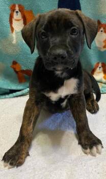 Birmingham -  Blue Lacy and Mixed Breed Dog for Adoption in Lampasas, Texas - Birmingham | PetCurious