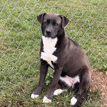 Morticia -  Pit Bull Terrier Dog for Adoption in Lewisburg, West Virginia - Morticia | PetCurious