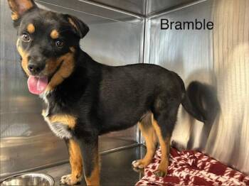 Australian Cattle Dog Blue Heeler Dogs Available for Adoption - Bramble | PetCurious