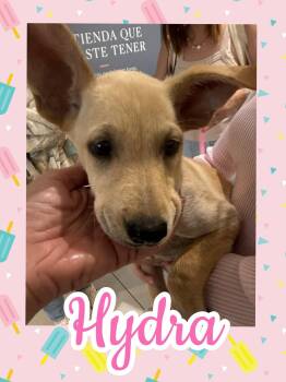 Hydra -  Labrador Retriever and German Shepherd Dog Dog for Adoption in Ringwood, New Jersey - Hydra | PetCurious