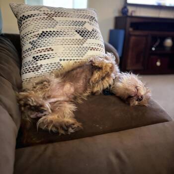 Mater -  Border Terrier Dog for Adoption in Silver Spring, Maryland - Mater | PetCurious