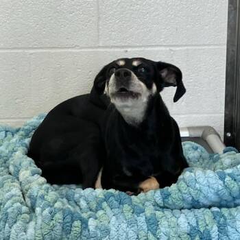 "Maggy" -  Beagle and Mixed Breed Dog for Adoption in Lyndhurst, Virginia - "Maggy" | PetCurious