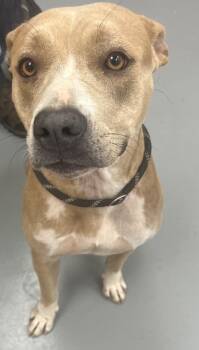 Rescue Terrier Dogs for Adoption in Hartsville, South Carolina - Val | PetCurious