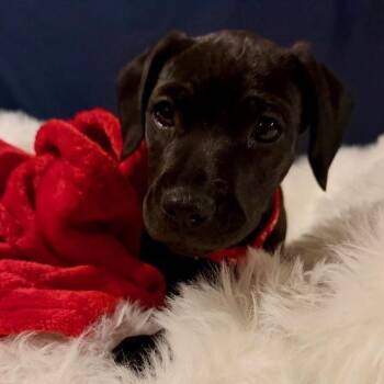 Robin -  Labrador Retriever and Mixed Breed Dog for Adoption in Normal, Illinois - Robin | PetCurious