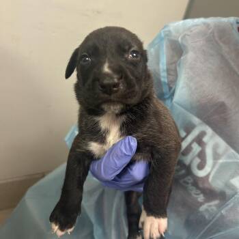 Goo -  Mixed Breed Dog for Adoption in Charleston, West Virginia - Goo | PetCurious