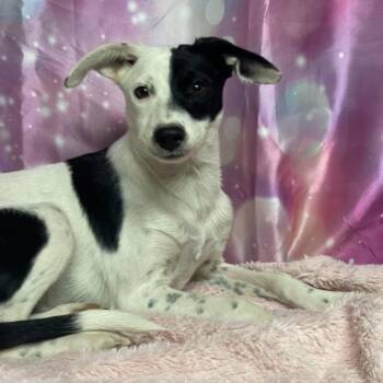 Sierra -  Border Collie and Mixed Breed Dog for Adoption in Fort Collins, Colorado - Sierra | PetCurious