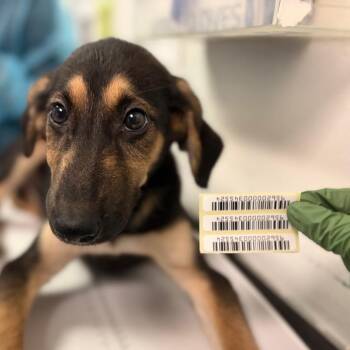 Greater Brown Bat -  Mixed Breed Dog for Adoption in Charleston, West Virginia - Greater Brown Bat | PetCurious