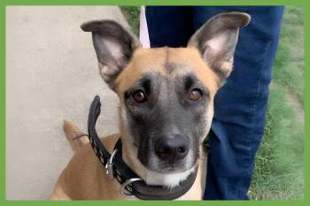 Diesel -  German Shepherd Dog and Boxer Dog for Adoption in Amherst, Massachusetts - Diesel | PetCurious