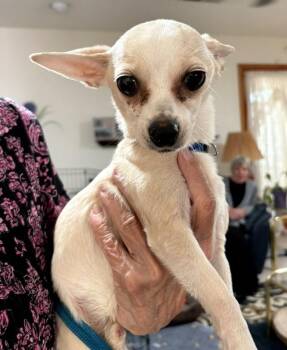 BooBoo -  Chihuahua Dog for Adoption in Albuquerque, New Mexico - BooBoo | PetCurious