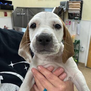 Mixed Breed Dogs Available for Adoption in Titusville, Florida - Glimmer | PetCurious