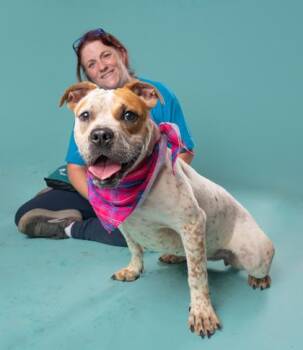 Furcilla -  Pit Bull Terrier and Mixed Breed Dog for Adoption in Atlanta, Georgia - Furcilla | PetCurious
