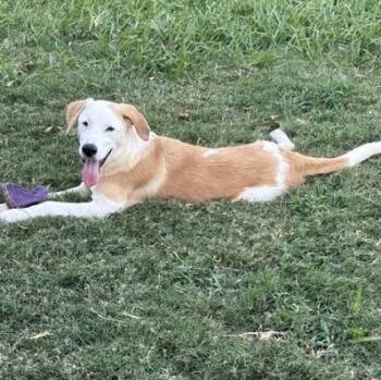 SNOOPY -  Anatolian Shepherd Dog for Adoption in Quitman, Texas - SNOOPY | PetCurious
