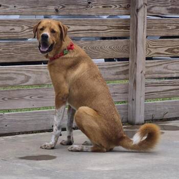 Leo -  Great Pyrenees and Hound Dog for Adoption in Freeport, Florida - Leo | PetCurious