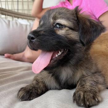 Cassidy -  Retriever and Australian Shepherd Dog Available for Adoption in Minneapolis, Minnesota - Cassidy | PetCurious