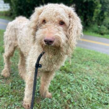 Cash -  Mixed Breed Dog for Adoption in Huntington, West Virginia - Cash | PetCurious