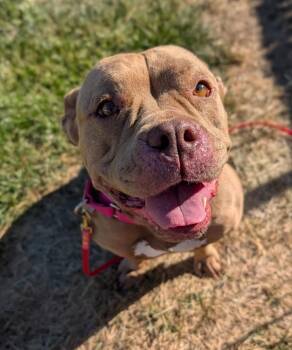 Andromeda -  Pit Bull Terrier Dog for Adoption in Santa Rosa, California - Andromeda | PetCurious