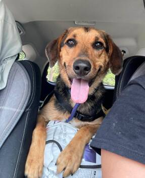 Dunkin -  Shepherd Dog for Adoption in Gulfport, Mississippi - Dunkin | PetCurious