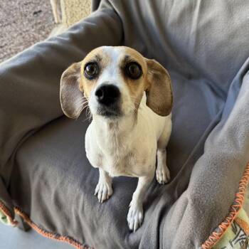 Rescue Beagle Dogs for Adoption in Las Vegas, Nevada - Gemma | PetCurious